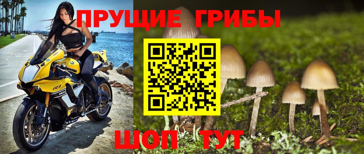 Курск  Галлюциногенные грибы мицелий  Галлюциногенные грибы прущие грибы  Вход с VPN 
